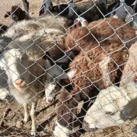 بره ماده پلنگی و یک راس شیشک قوچ|حیوانات مزرعه|شازند, |دیوار