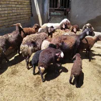 فروش میش و بره همه جوان شیشک