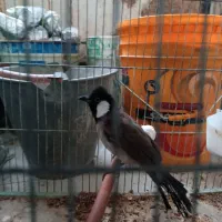 عروس هلندی|پرنده|صحنه, |دیوار