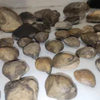 مجموعه فسیل های چند میلیون ساله