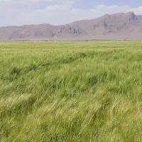 زمین کشاورزی و باغی