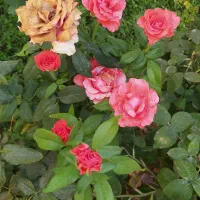 فروش دبستان و کودکستان غیر دولتی با ده سال سابقه