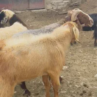 فروش دو راس قوچ و چپش