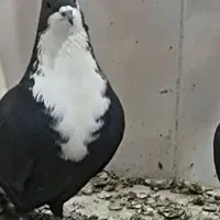 نر کرواتی سالم