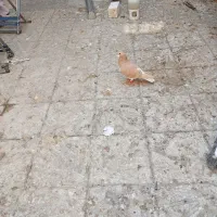 کفتر تافته ای نرماده شهری زرد نر|پرنده|شیراز, نیستان|دیوار