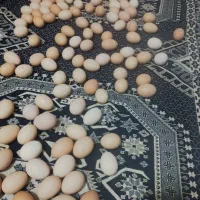 تخم مرغ بومی درجه یک