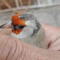 سهره دورگ آس