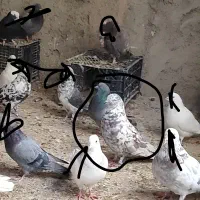 کفتر گمشده نر چینی سرخ