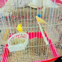 گتوند|پرنده|گتوند, |دیوار