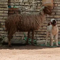 بره گوسفند و بره