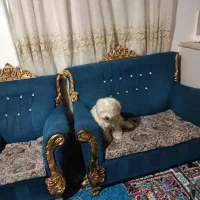 سگ پشمالو|سگ|سنندج, |دیوار