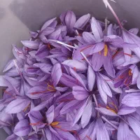 زعفران|خوردنی و آشامیدنی|آزادشهر, |دیوار