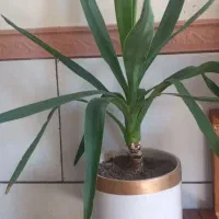 تولید وعرضه گل وگیاه|گل و گیاه طبیعی|زرند, |دیوار