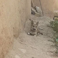 سگ پا کوتاه