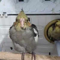 عروس هلندی فروش یکجا