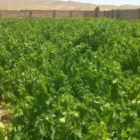 منزل مسکونی-باغ دارای چاه آب وگاوداری سند دار|فروش زمین و ملک کلنگی|باوله, |دیوار