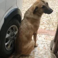 سگ سرابی|سگ|چابکسر, |دیوار