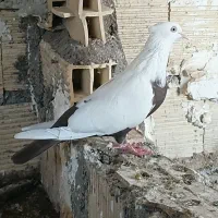 کبوتر دم قهوه ای ماده