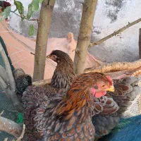 مرغ خروس ویاندوت بلورد واورنج وخروس لاکنزی|حیوانات مزرعه|مشهد, ویلاشهر|دیوار