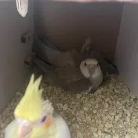 یکجفت عروس هلندی مولد