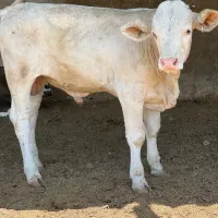 انواع گوساله چاق