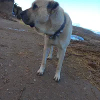 سگ پژدر درجه یک