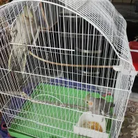 جفت عروس هلندی رام|پرنده|کرمانشاه, |دیوار