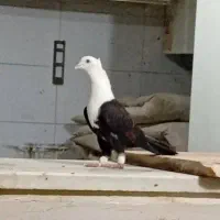 کفتر کلاغ ساده سار طوقی دم سفید شامی