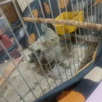 عروس هلندی جوجه