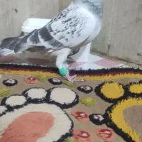 یک عدنرکفتر