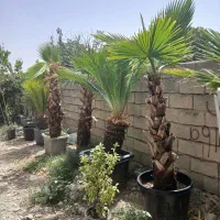 فروش پالم‌واشینگتن، یاس هلندی و درختان رینتی ومثمر|خدمات باغبانی و درختکاری|شهریار, کردزار|دیوار