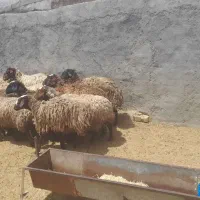 بره همو مهربان