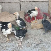 جوجه گلین ۴۰تاج،و خروس