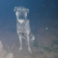 گم شده|سگ|سلماس, |دیوار