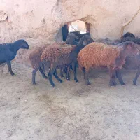 کاورهای افشاری اصل