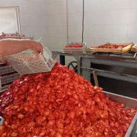 گوجه خشک