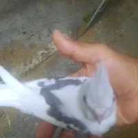 جوجه عروس دوکت البینو