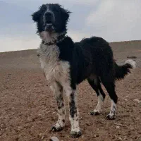 توله قدرجونی ۱ ساله