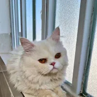 پرشین کت نر بالغ