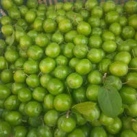 گوجه سبز باغدار