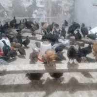 جوجه دوماهه