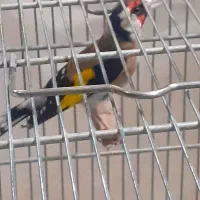 سهره جوجه قفس جوجه بهار پارسال پرو شرور