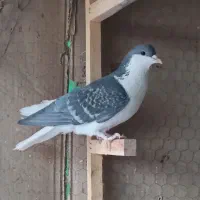 کبوتر رنگی ۵۰۰۰۰۰