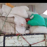 کود کبوتر وحشی (ریقنه کوتر)