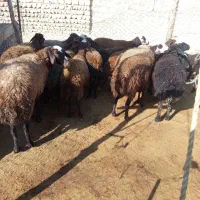 میش آبستن میش بره|حیوانات مزرعه|کوهدشت, |دیوار