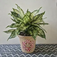 گل هایی که خراب نمیشن