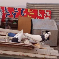 کفتر معاوظه|پرنده|شیراز, پانصد دستگاه ارتش|دیوار