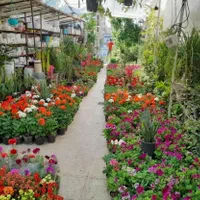 خدمات باغبانی هرسکاری گل کاری در تمام نقاط تهران|خدمات باغبانی و درختکاری|تهران, صادقیه|دیوار