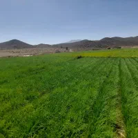 پیاز نهال ساردو‌