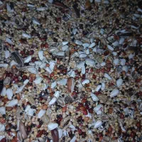 دون مخلوط مناسب کبوتر و مرغ